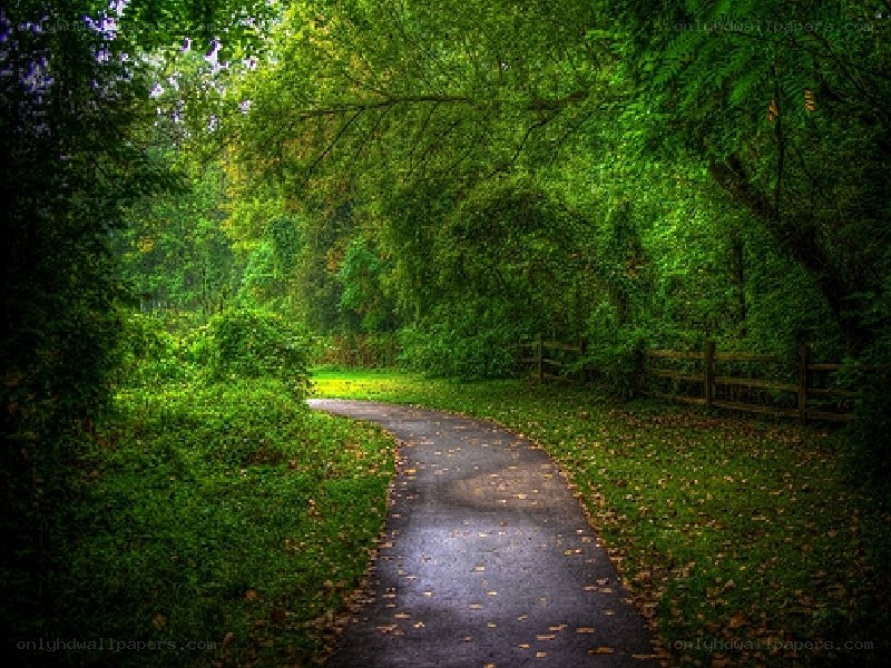 Winding path through forest