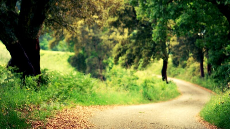 winding path through green forest