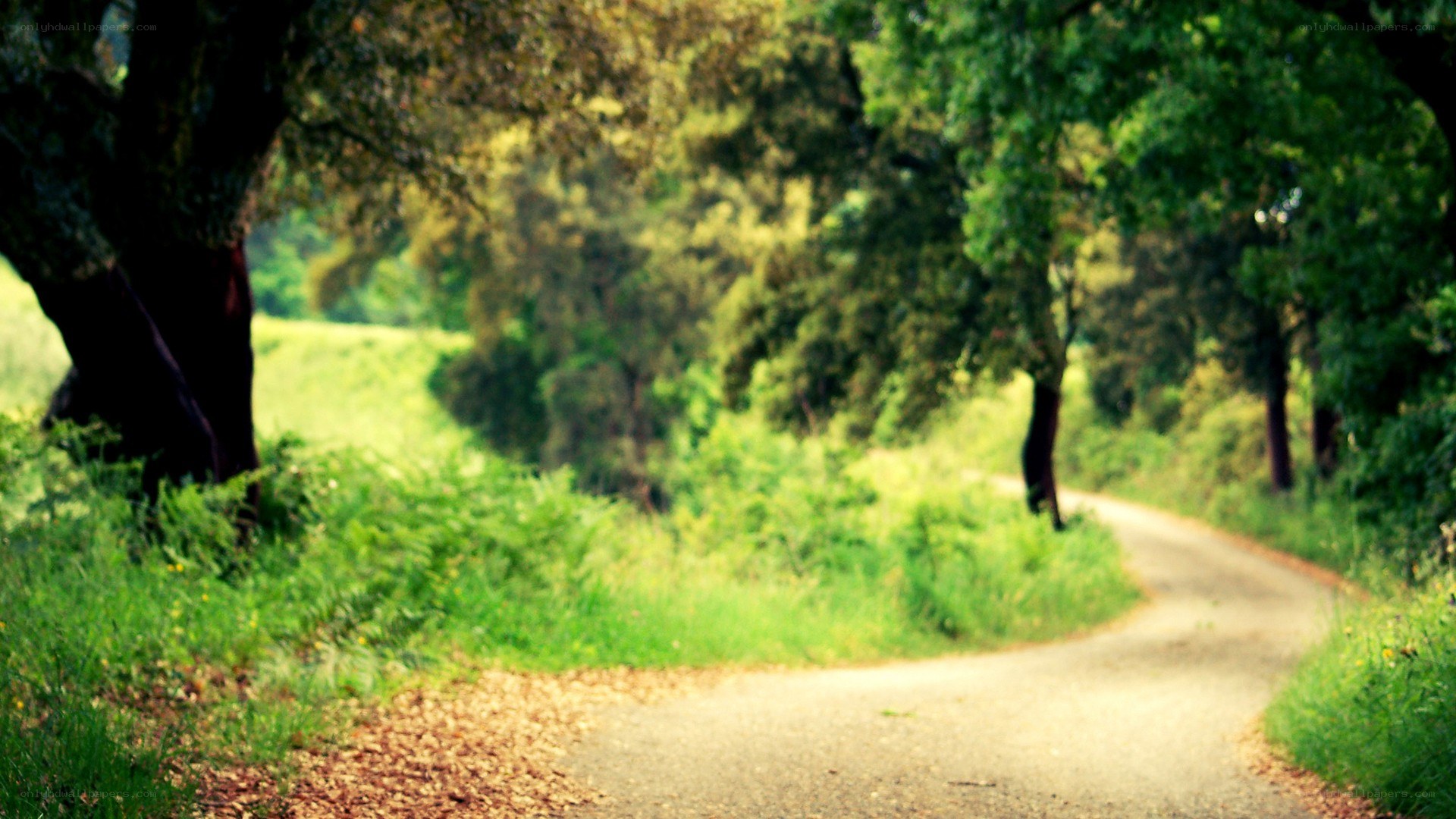 winding path through green forest