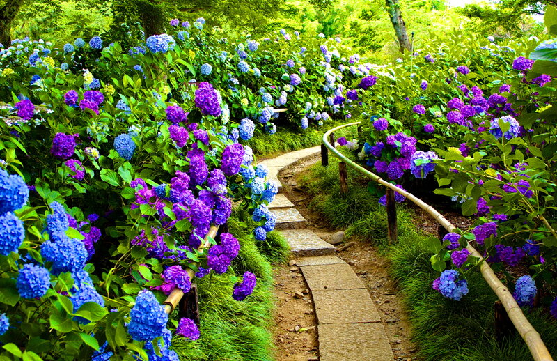Winding Path Through Hydrangeas