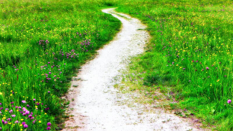 Winding Path Through Meadow