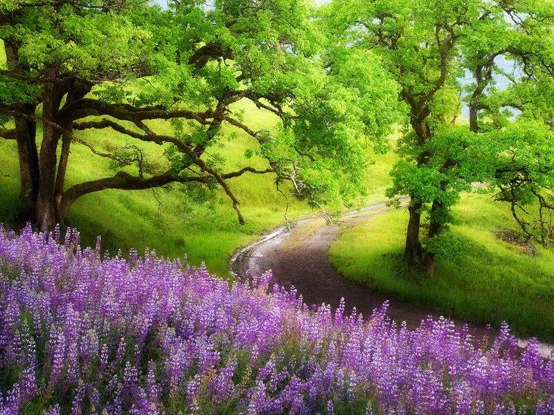 Winding path through purple flowers