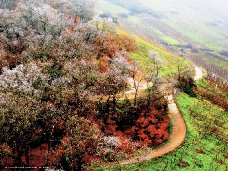 Winding path through vineyard hills