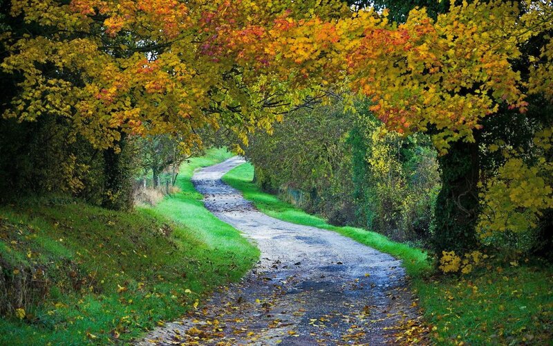 Winding Path under Trees — Green