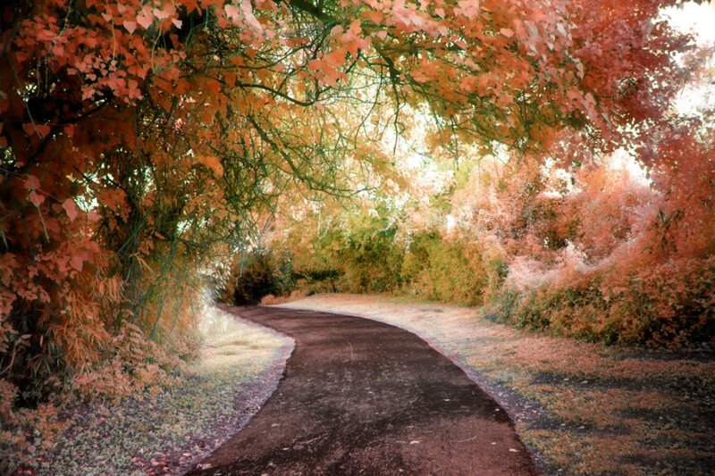 Winding Path under Trees