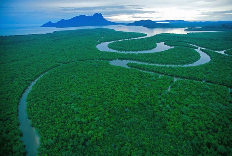 Winding River Through Mangrove