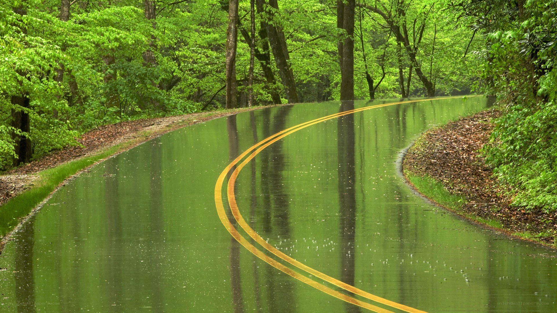 Winding road in a green forest