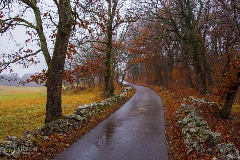 Winding Road in Autumn — Brown