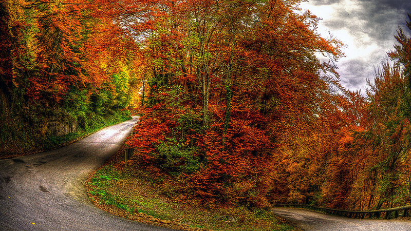 Winding Road in Autumn Forest — Orange, Dramatic, Photograph, Trees