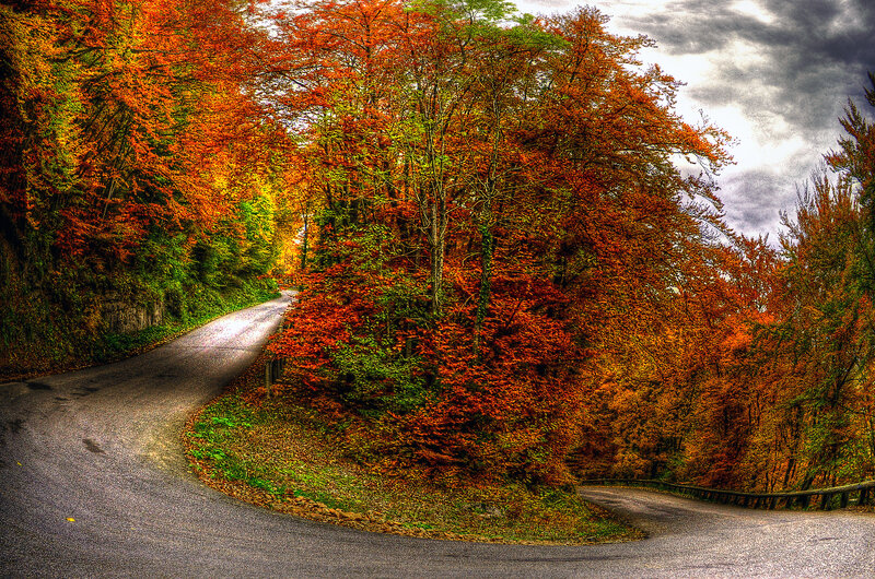 Winding Road in Autumn Forest — Orange, Dramatic