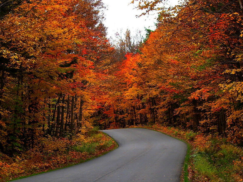 Winding Road in Autumn Forest — Orange, Serene, Photograph, Trees, Fall Foliage