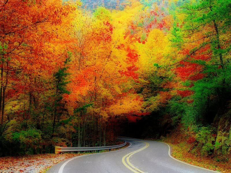 Winding Road in Autumn Forest — Orange, Serene, Photograph, Trees, Guardrail