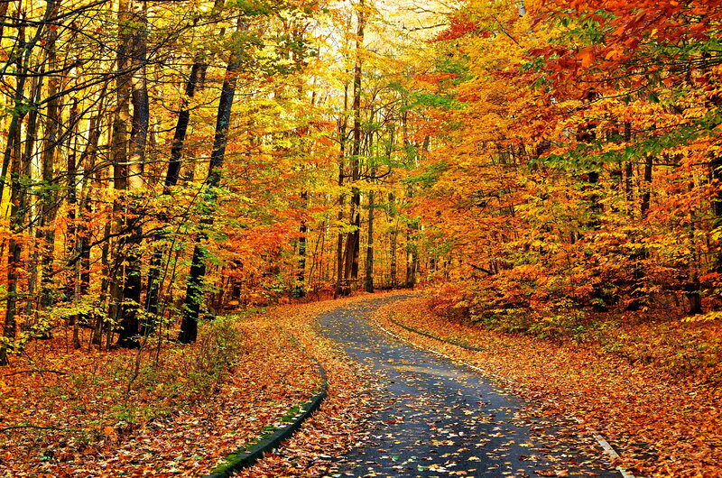 Winding Road in Autumn Forest — Orange, Serene, Photograph, Trees, Leaves, Path