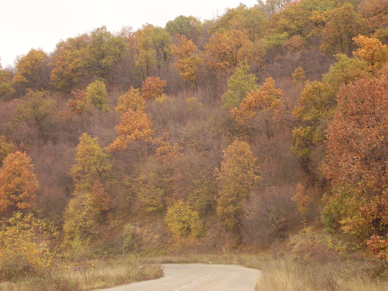 Winding Road in Autumn Forest — Orange