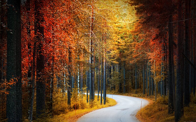 Winding Road in Autumn Forest — Red, Serene, Photograph, Trees, Fall Foliage