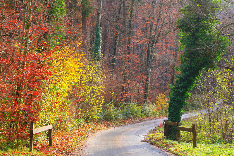 Winding Road in Autumn Forest — Red, Serene, Photograph, Trees, Fallen Leaves