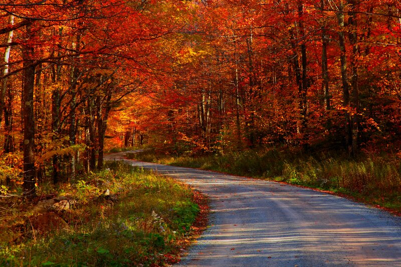 Winding Road in Autumn Forest — Red, Serene, Photograph, Trees, Leaves