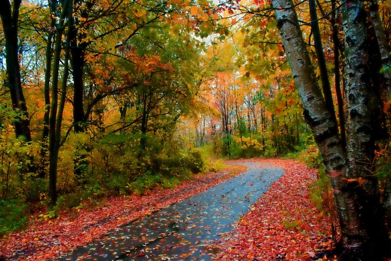 Winding Road in Autumn Forest — Red, Serene