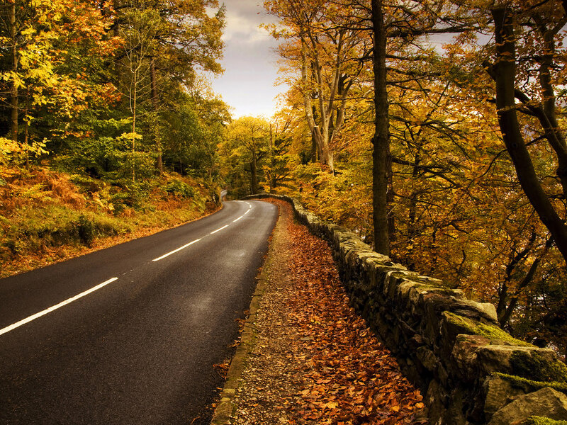 Winding Road in Autumn Forest — Yellow, Serene, Photograph