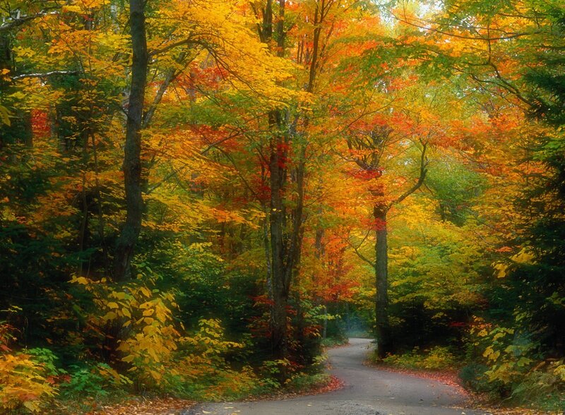 Winding Road in Autumn Forest — Yellow, Serene, Photograph, Trees, Leaves, Path