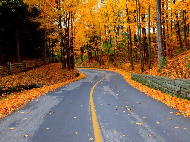 Winding Road in Autumn Forest — Yellow, Serene, Photograph, Trees, Leaves, Stone Wall