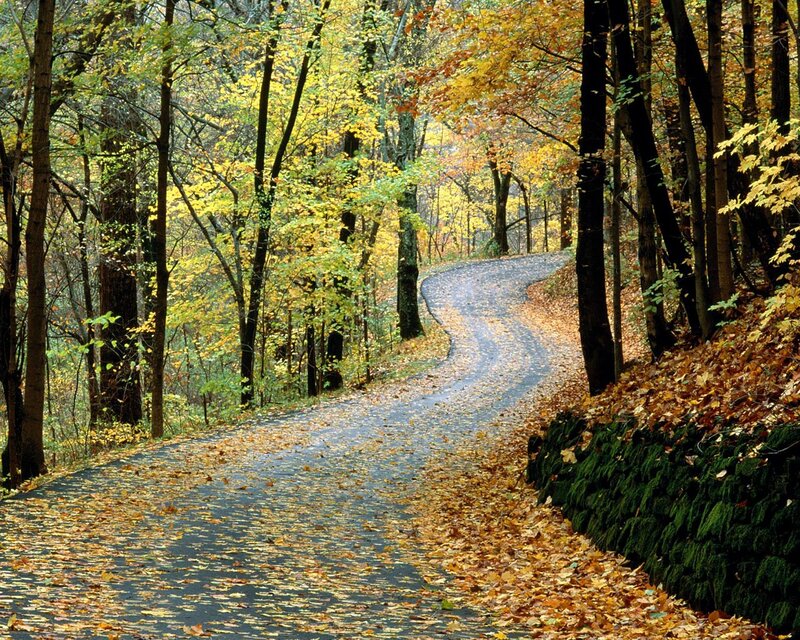 Winding Road in Autumn Forest — Yellow, Serene, Photograph, Trees, Leaves