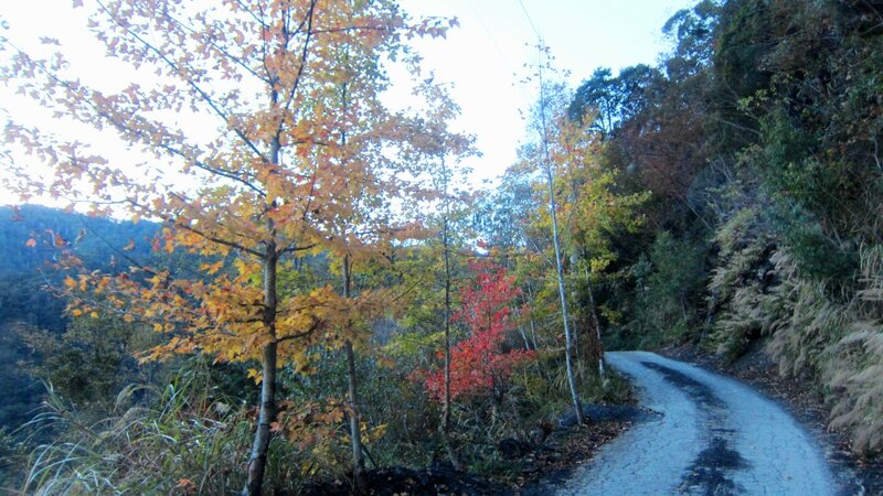 Winding Road in Autumn Forest — Yellow, Serene, Photograph, Trees, Mountain