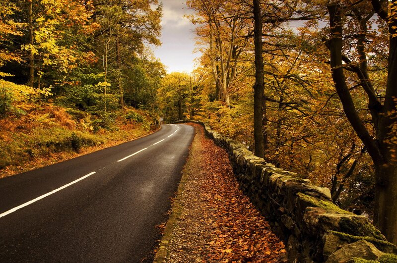 Winding Road in Autumn Forest — Yellow, Serene, Photograph, Trees, Stone Wall, Green
