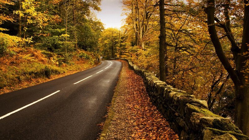 Winding Road in Autumn Forest — Yellow, Serene, Photograph, Trees, Stone Wall