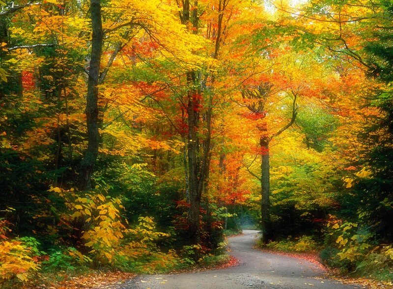 Winding Road in Autumn Forest — Yellow, Serene, Photograph, Trees