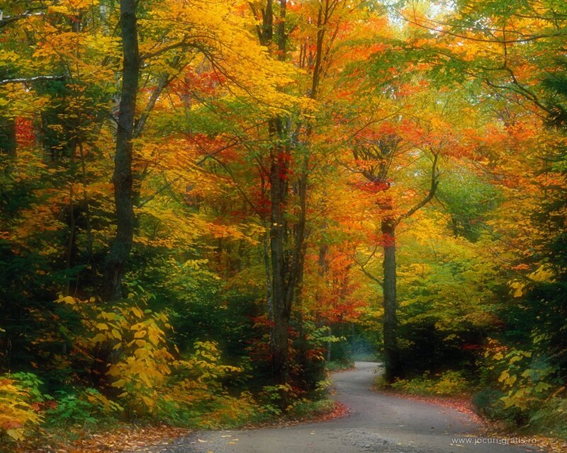 Winding Road in Autumn Forest — Yellow, Serene
