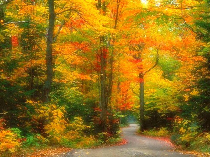 Winding Road in Autumn Forest — Yellow