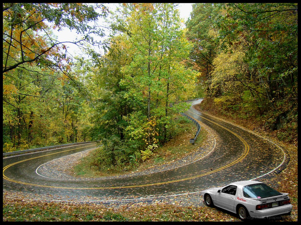 Winding road in autumn forest