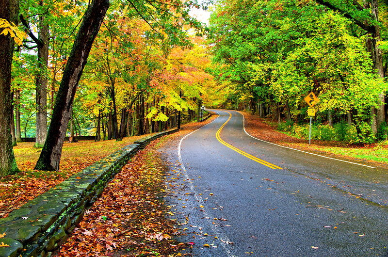Winding Road in Autumn — Green, Serene, Photograph, Trees
