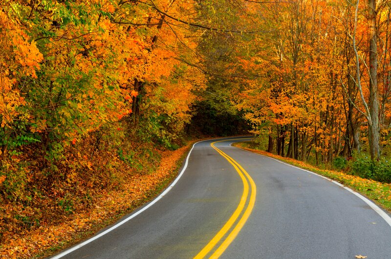 Winding Road in Autumn — Orange, Serene, Photograph, Trees, Leaves
