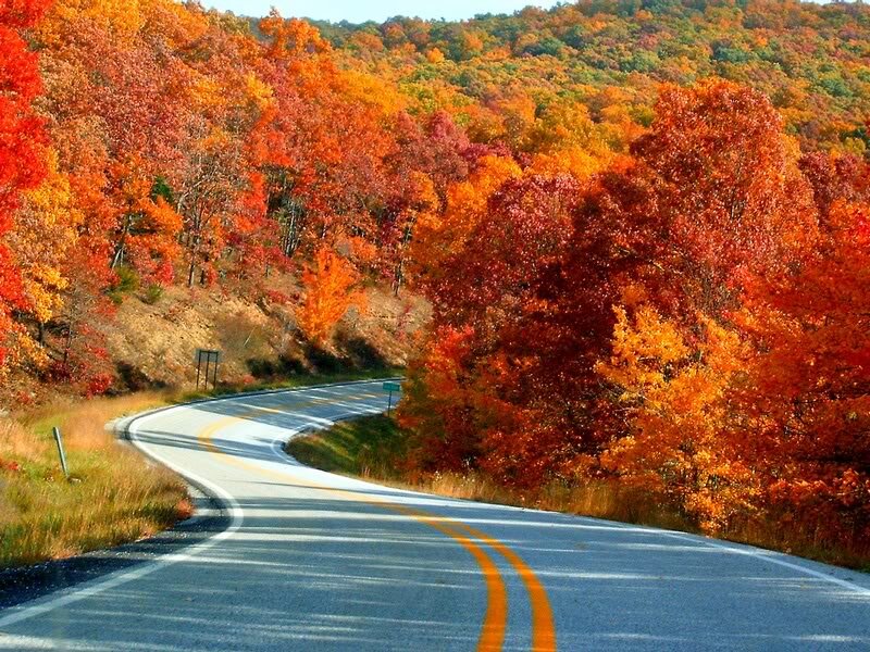 Winding Road in Autumn — Orange, Serene
