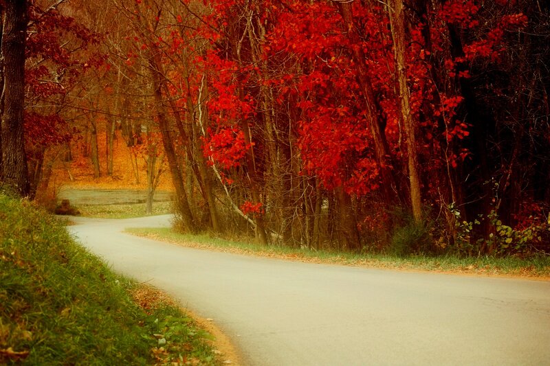 Winding Road in Autumn — Red, Serene