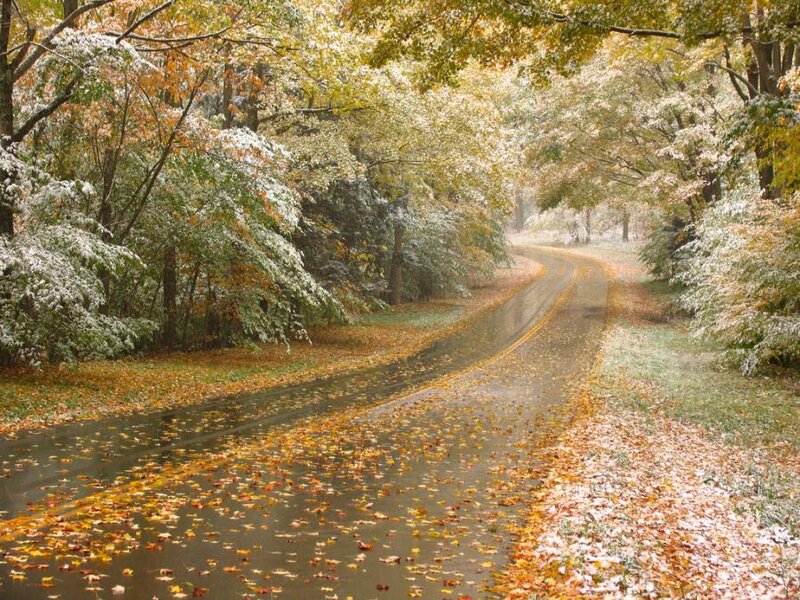 Winding Road in Autumn — Yellow, Serene