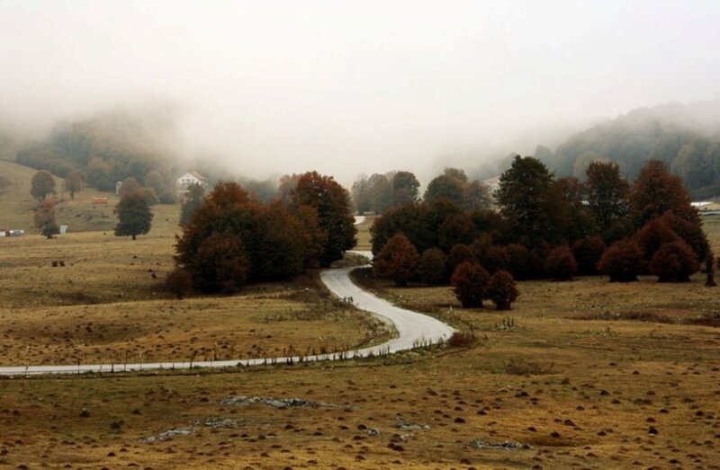 Winding Road in Fog — Brown