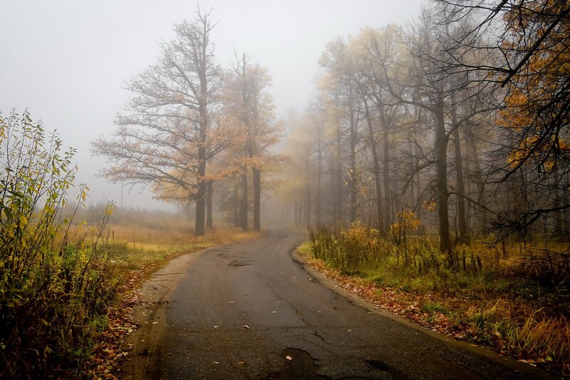 Winding Road in Fog — Gray, Misty, Autumn