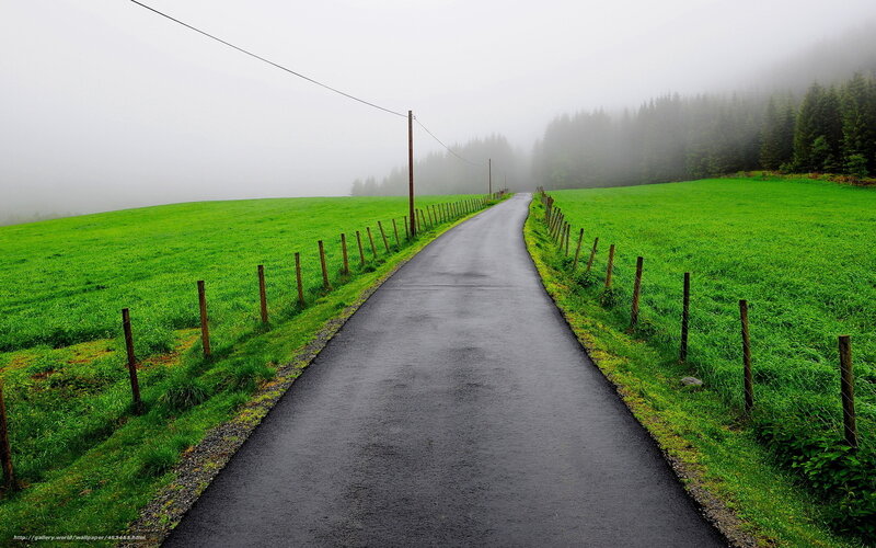 Winding Road in Fog — Green, Misty, Morning, Photograph, Fields