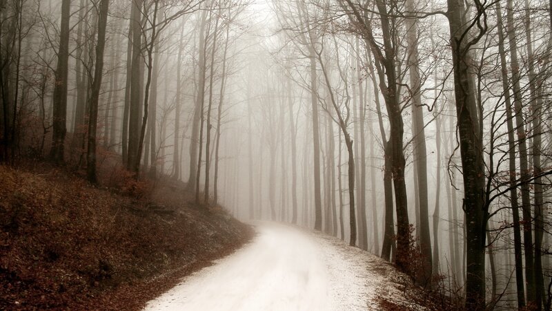 Winding Road in Foggy Forest — Gray