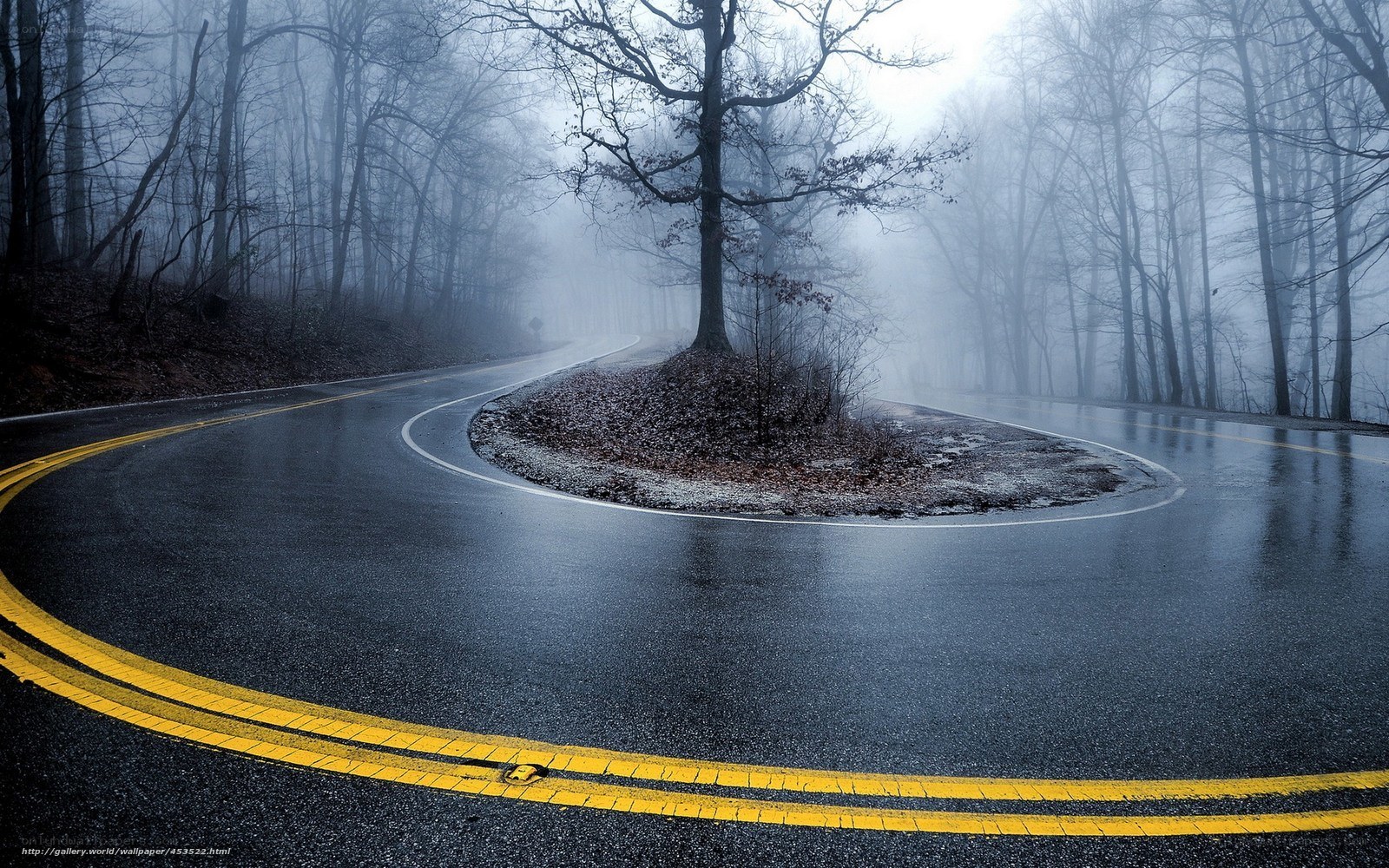 Winding road in foggy forest