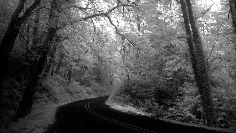 Winding Road in Forest — Black, Serene