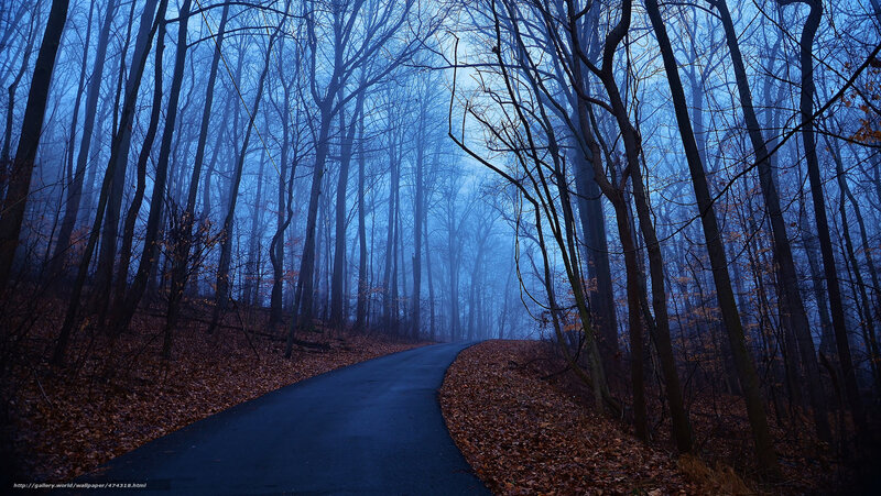 Winding Road in Forest — Blue, Mysterious, Autumn