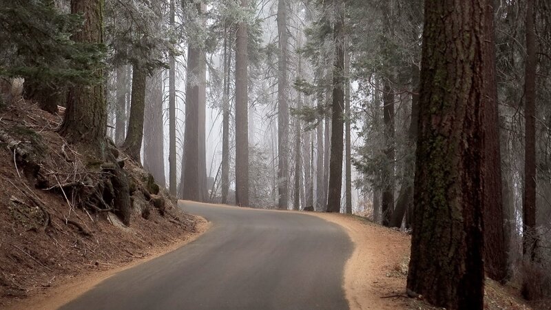 Winding Road in Forest — Brown, Misty, Morning
