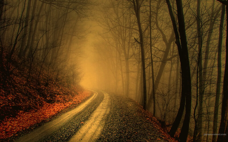 Winding Road in Forest — Brown, Mysterious, Autumn, Photograph, Trees
