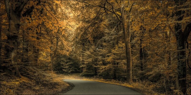 Winding Road in Forest — Brown, Serene, Autumn, Photograph, Trees, Leaves