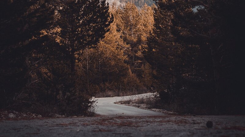 Winding Road in Forest — Brown, Serene, Autumn, Photograph, Trees, Snow