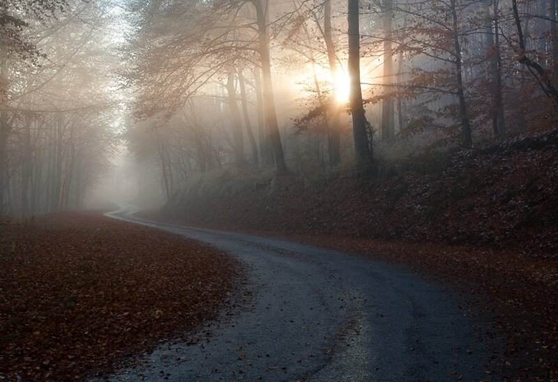 Winding Road in Forest — Brown, Serene, Autumn